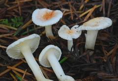 Hygrophorus pusillus image