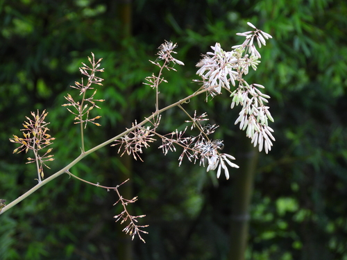 Plume Poppy