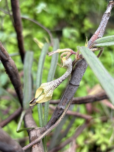 Image of Ceropegia hirsuta by (c) Divya Mudappa, some rights reserved (CC BY-SA)