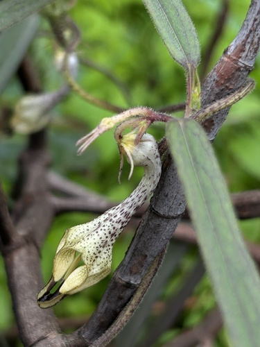 Image of Ceropegia hirsuta by (c) Divya Mudappa, some rights reserved (CC BY-SA)