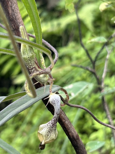Image of Ceropegia hirsuta by (c) Divya Mudappa, some rights reserved (CC BY-SA)