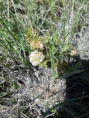 Cymopterus