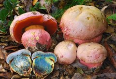 Rubroboletus eastwoodiae image