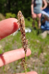 Carex vestita