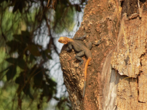 Finch’s agama