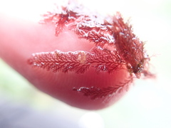 Pterosiphonia dendroidea