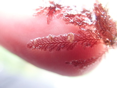 Pterosiphonia dendroidea