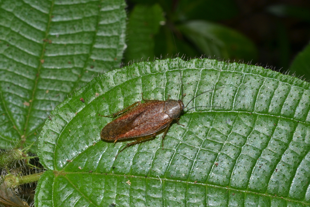 Rhabdoblattellinae