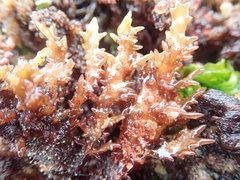 Chondracanthus spinosus