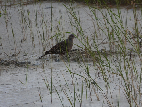 Oriental Turtle-Dove