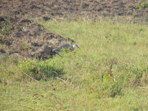 Black-headed Heron