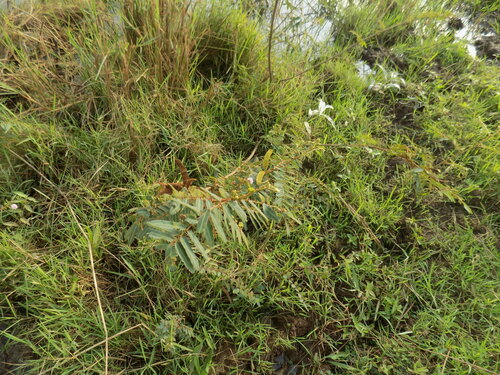 Giant Sensitive Plant