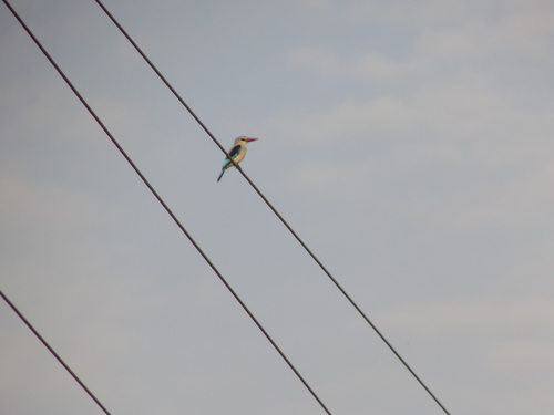 Woodland Kingfisher