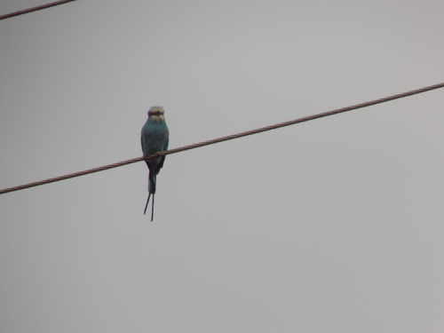 Abyssinian Roller