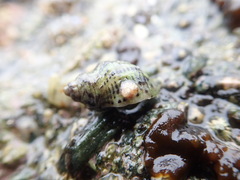 Acanthinucella spirata