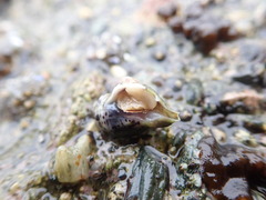 Acanthinucella spirata