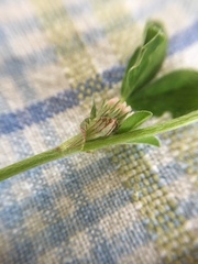 Trifolium striatum
