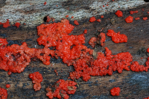 Tulasnella aurantiaca (Bonord.) J.Mack & Seifert