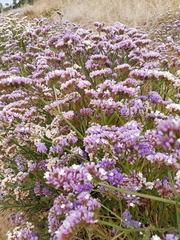 Limonium sinuatum