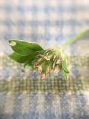 Trifolium striatum
