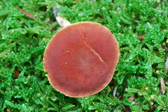 Tylopilus leucomycelinus image