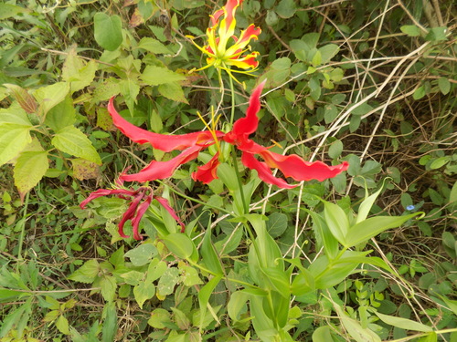 flame lily