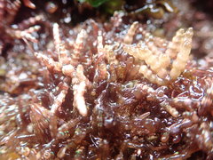 Gastroclonium parvum