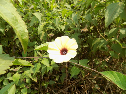 Gold Dwarf Morning Glory