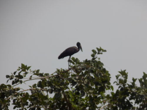 African Openbill