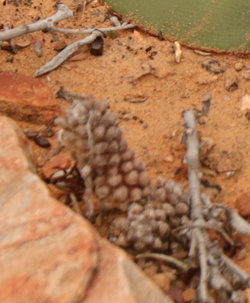 Imagem de Rosa-do-deserto