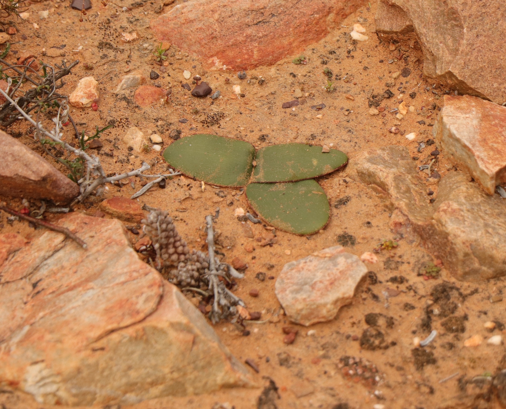 Imagem de Rosa-do-deserto