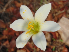 Zephyranthes concolor