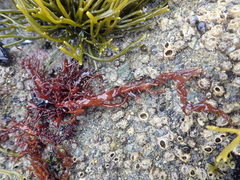 Cumagloia andersonii
