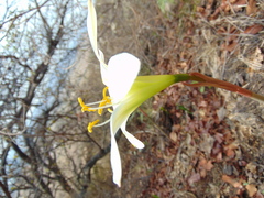 Zephyranthes concolor