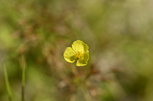 Xyris indica, photograph 4
