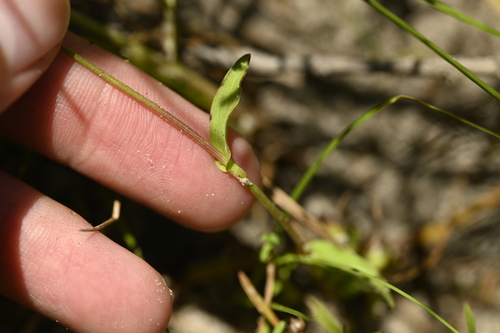 Xyris indica, photograph 6