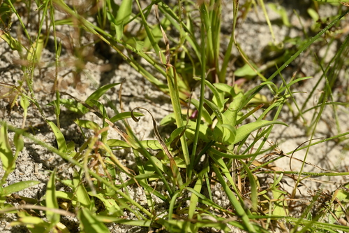 Xyris indica, photograph 5