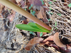 Zephyranthes concolor