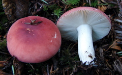 Russula cremoricolor image