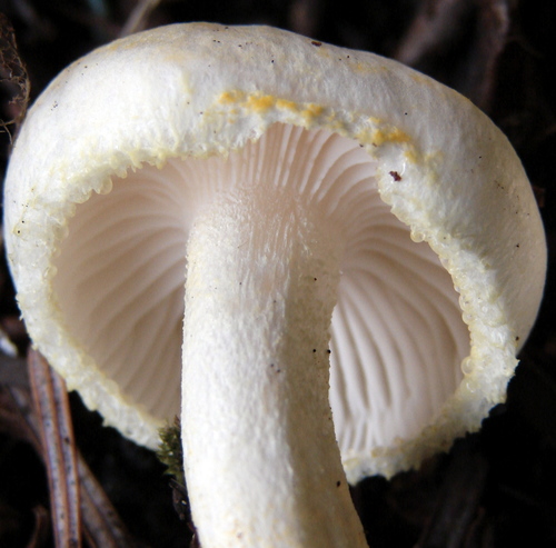 Gold Dust Waxy Cap