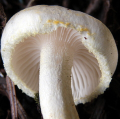 Hygrophorus chrysodon image