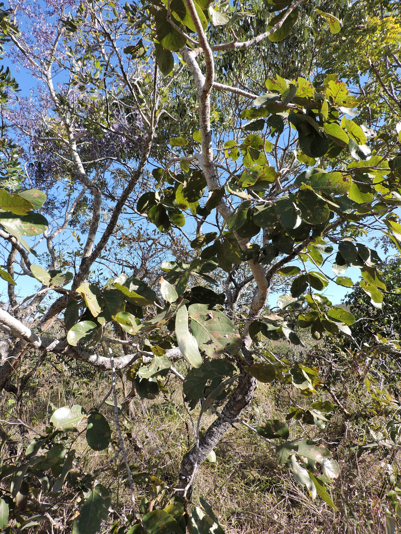 Imagem de Jatobá-do-cerrado