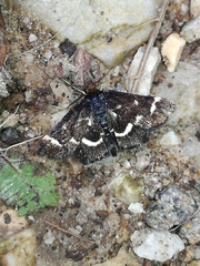 Pyrausta nigrata