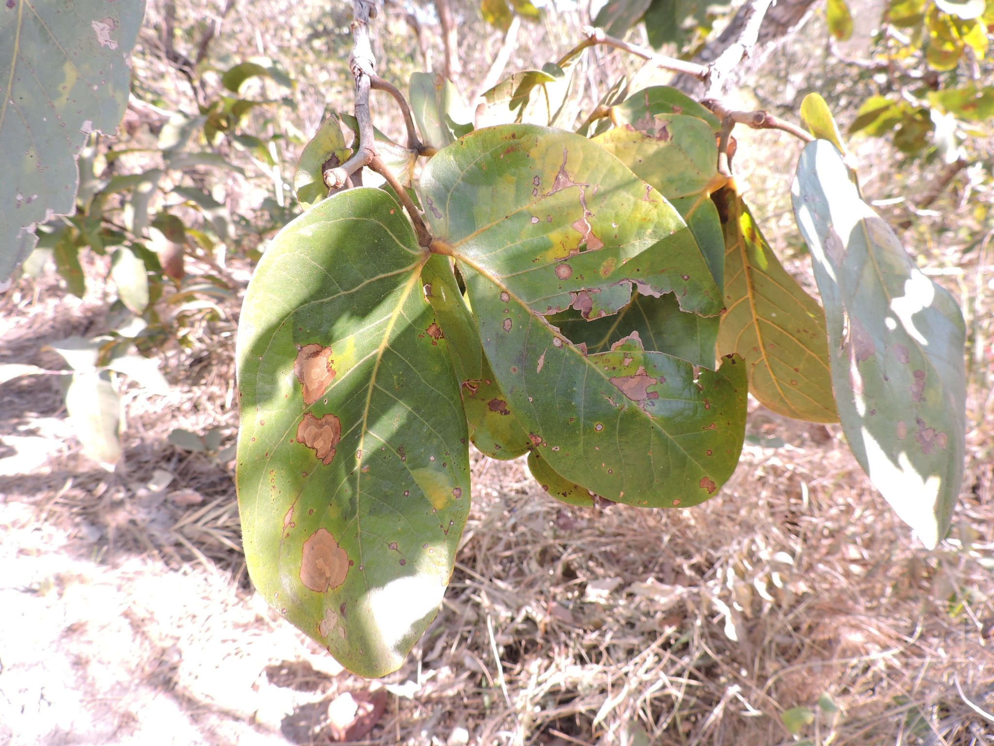 Imagem de Jatobá-do-cerrado