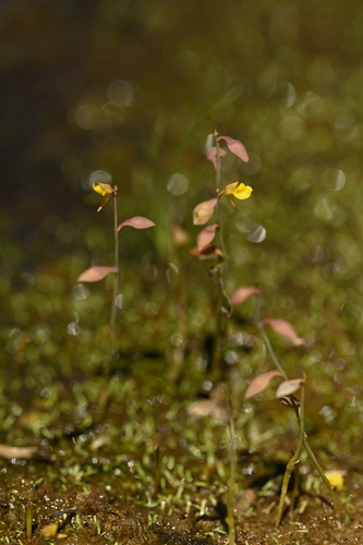 Image of Utricularia bifida by (c) 曾昱承 Yu-Cheng Zeng, some rights reserved (CC BY)