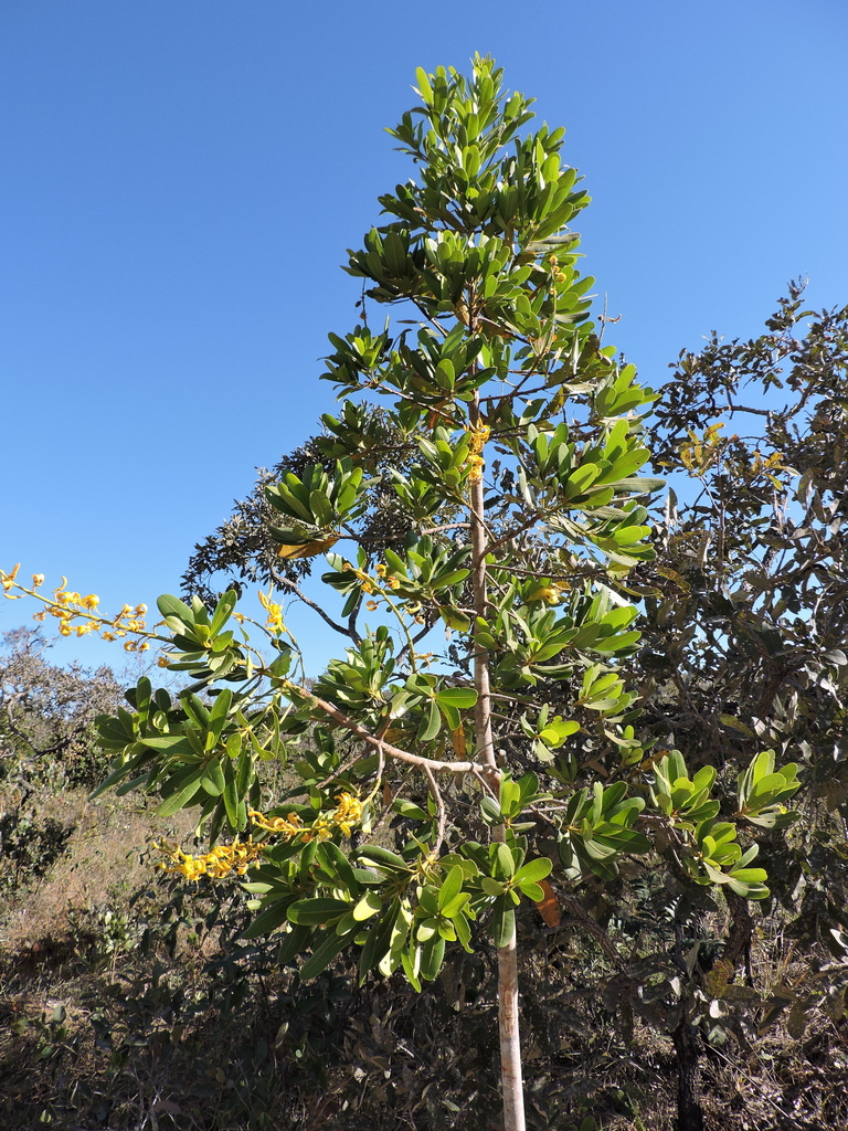 Vochysia gardneri (Vochysia gardneri)