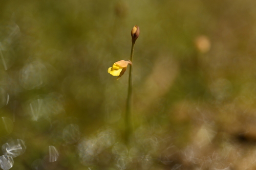 Image of Utricularia bifida by (c) 曾昱承 Yu-Cheng Zeng, some rights reserved (CC BY)