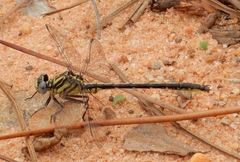 Phanogomphus hodgesi