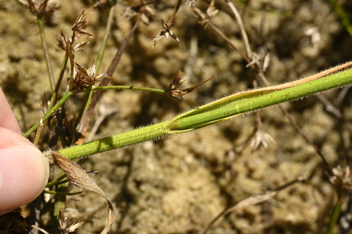 Image of Fuirena ciliaris by (c) 曾昱承 Yu-Cheng Zeng, some rights reserved (CC BY)