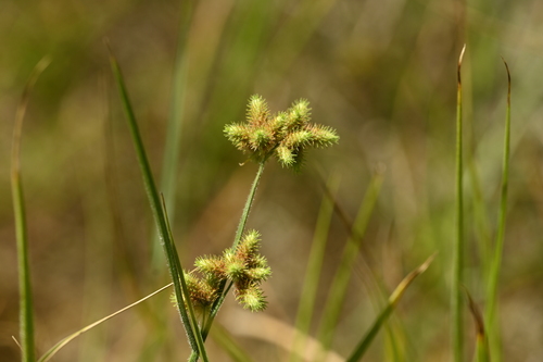 Image of Fuirena ciliaris by (c) 曾昱承 Yu-Cheng Zeng, some rights reserved (CC BY)